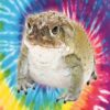 Bufo Bufo Krötensekret kaufen (1 Gramm)